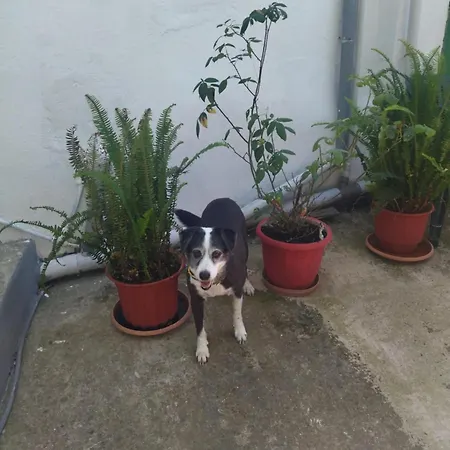 Traditional Cozy House Apartment