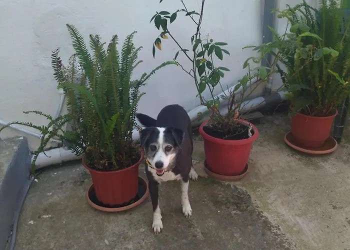 Traditional Cozy House Apartment